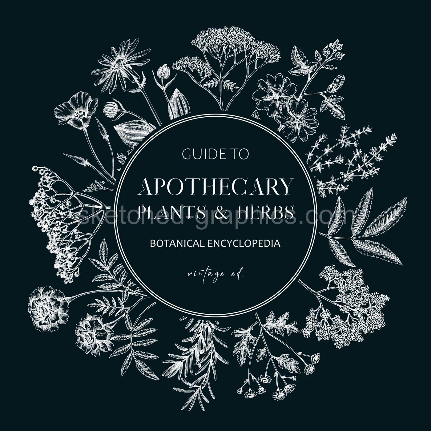 Apothecary plant frame design on chalkboard. Witchcraft background. Herbal remedies, medicinal plant, natural medicine hand-drawn vector illustration. Vinatge card template. NOT AI genereted Illustration